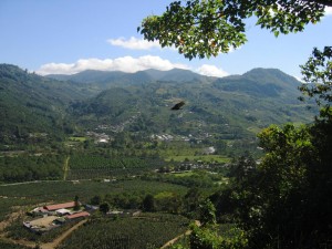 Plantación de café en el Valle de Orosí, Costa Rica. // Wikimedia CC